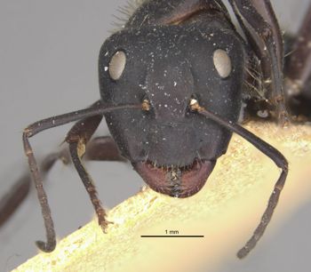 Media type: image;   Entomology 22839 Aspect: head frontal view